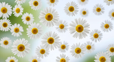Fototapeta premium Beautiful white daisy flowers pattern on soft green and blue gradient background perfect for spring seasonal greeting card design