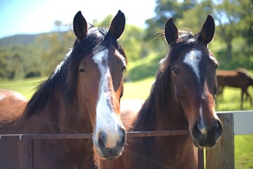 Obraz premium horse in a field