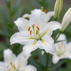 Obraz premium manga, close-up of a single easter lily blooming against a soft green garden backdrop