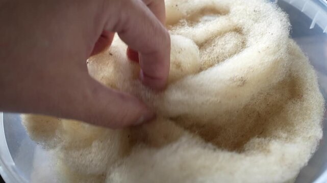 Hand gently touching soft sheep wool fibers in a clear container, showcasing the texture and quality of the natural material
