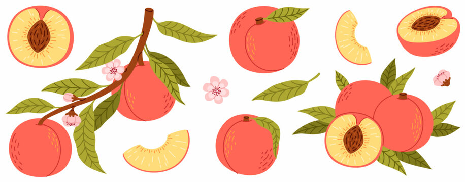 A set of ripe peaches. Peach tree branches with fruits, peach slices, leaves, flowers.