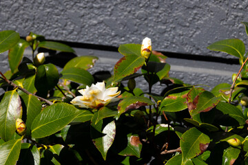 blooming white flower in the garden