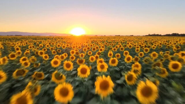 Sunflower field at golden hour with setting sun