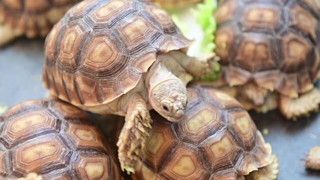 4K Group of baby sulcata tortoises eating fresh green lettuce