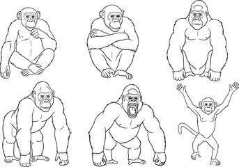 Primate wildlife vector set featuring detailed line art of gorillas chimpanzees and monkeys in various natural poses for educational biology textbooks wildlife conservation and zoo signage