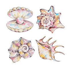 Watercolor seashells set, underwater animals and floral ocean.