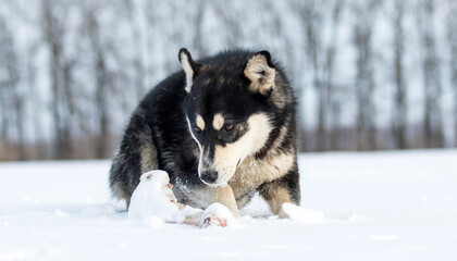 Naklejka premium Funny dog playing with a bone in the snow. Siberian Husky mix enjoying a treat.
