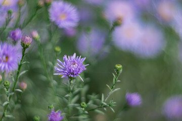 Fototapeta premium Lilac Chrysanthemums in the Garden