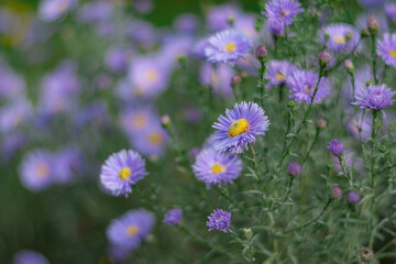 Lilac Chrysanthemums in the Garden