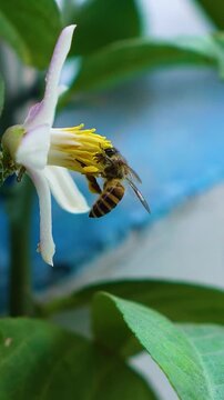 Bee flying on flower close up view. Bee gathering pollen from flower macro 4k video 