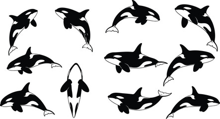 Black killer whale silhouette collection featuring various orca poses including jumping swimming diving and breach for marine wildlife ocean nature and vector. © MstRumi