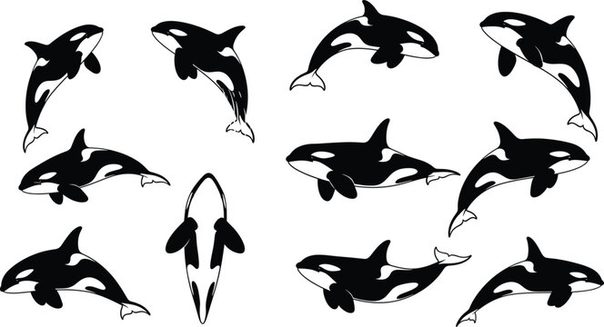 Black killer whale silhouette collection featuring various orca poses including jumping swimming diving and breach for marine wildlife ocean nature and vector.