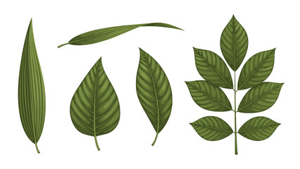 Collection of various green plant leaves in different shapes and sizes including compound and simple foliage on white background.