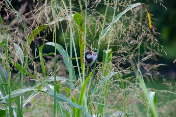 little bird in the grass