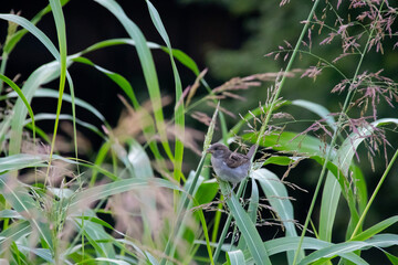 little bird in the grass