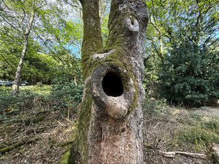 Obraz premium A mature woodland tree rises from the forest floor, its wide hollow ringed with soft green moss. Sunlight slips through the canopy above, casting a calm, dappled glow in St Ives, Bingley, UK.