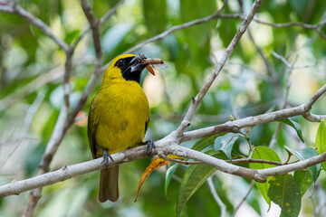 Fototapeta premium A Yellow-green Grosbeak with prey in beak sits on a twig in Brazil, South-America.