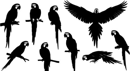 Title: Collection of tropical macaw parrot black silhouettes in various active poses including flying and perching on tree branches. © Fuad Creatives 