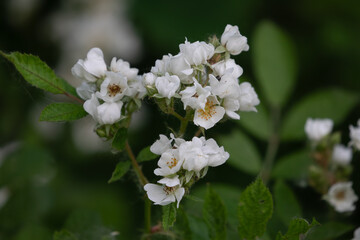 Fototapeta premium Apple blossom Malus domestica white spring flower bloom
