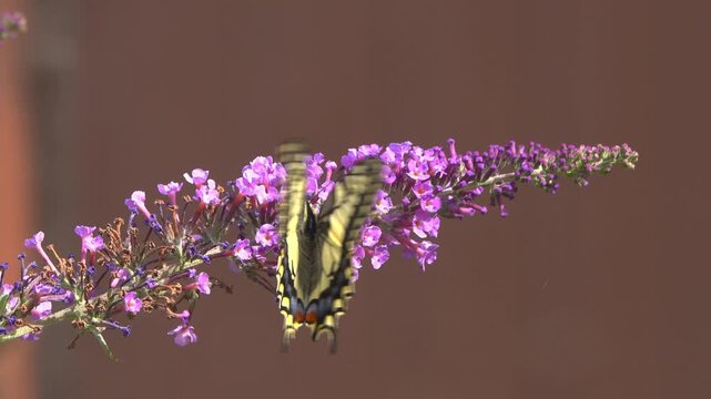 Old World Swallowtail butterfly collecting nectar on purple Buddleja Davidii flowers.