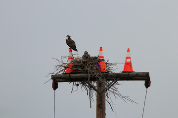 urban baltimore city