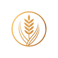 Golden wheat ear and open book symbol isolated on white background