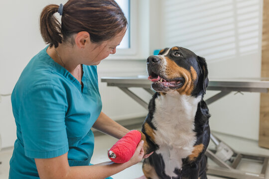 Veterinarian bandages injured dog paw while providing treatment in a bright clinic. Attention is focused on the dogs recovery.