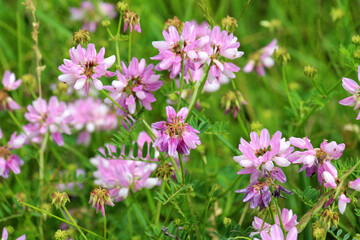 Fototapeta premium In nature, Securigera varia grows in herbs