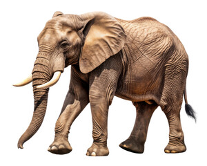 Fototapeta premium Full Body African Elephant Isolated on White Background