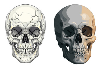 Obraz premium Detailed Anatomical Human Skull Illustration Set with Realistic Shading and Bone Texture