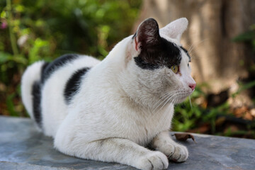 Eine schwarz weiße Katze auf einer Brüstung.