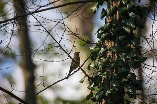 Ein Buchfink im Wald.