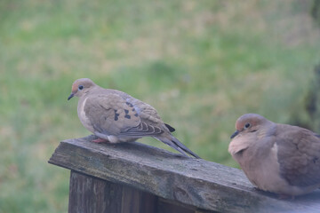 pigeon on the fence