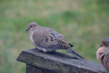 pigeon on the fence