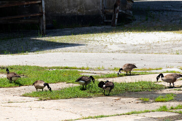 geese on the grass