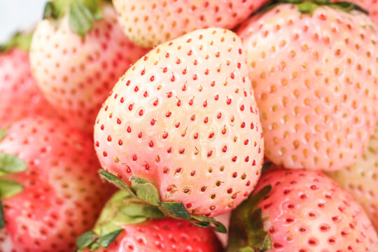 Fresh White Strawberries with Pink Blush - Rare Albino Berry Variety with Sweet Cream Flavor