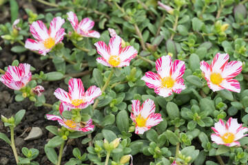 Beautiful Moss Rose (Portulaca grandiflora) flowers.