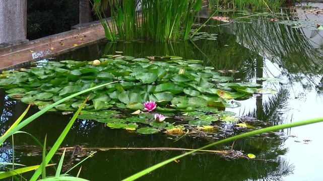 A lake with pink water lilies blooming against a background of green leaves in a pond