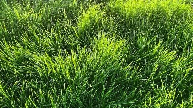 The wind sways the green grass in the meadow.Texture of green grass. Grass, park, field.
