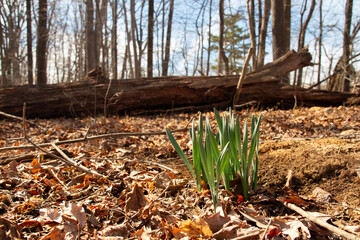 Obraz premium fallen leaves in the woods