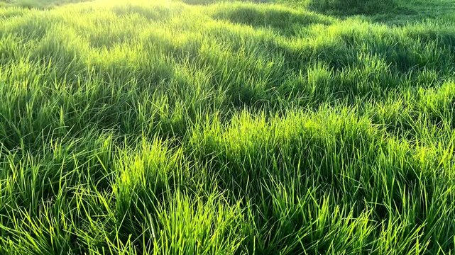 The wind sways the green grass in the meadow.Texture of green grass. Grass, park, field.