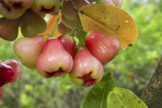 Fresh Tropical Wax Apples Rose Apples Hanging on Tree Branch in Garden