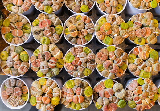 Lithops (Living stone), cactus succulents in planter
