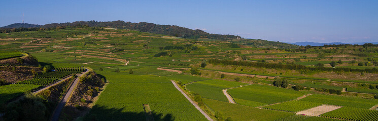 Fototapeta premium Weinberge Reben Winzer 