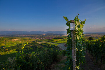 Obraz premium Weinberge Reben Winzer 