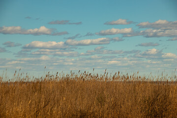 reeds on the beach