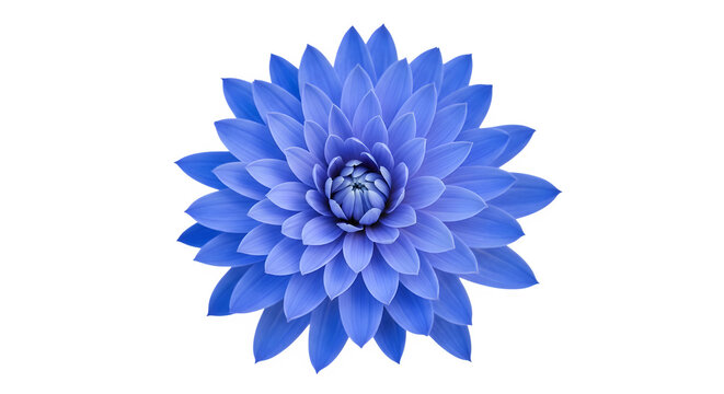 Vibrant blue flower isolated on transparent background