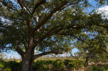 Fototapeta premium trees and sky
