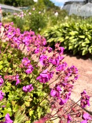 Flowering Geranium cantabrigiense Cambridge with pink inflorescences in the flower garden .Blooming dwarf cranesbill, Cambridge geranium . Nature background