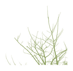 Delicate green tree branches against a stark white silhouette nature